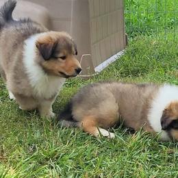 Collies from Posky Farm