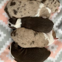 Australian Shepherd Puppies from KangaRoos Little Aussies