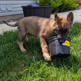 Yellow collar - Sable female German Shepherd puppy in Morton, Illinois from Kürbisstadt Kennels
