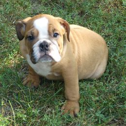 Kona - Fawn and white male Bulldog puppy in Clarinda, Iowa from Stimson Bulldogs