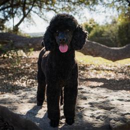 Eloise - Poodle