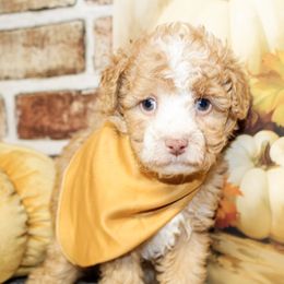 Liam - Apricot male Poodle puppy in Hugo, Oklahoma from Ann R.