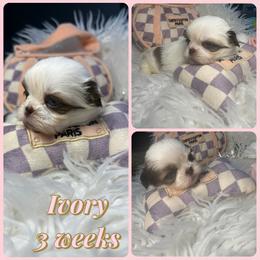 Ivory - White female Shih Tzu puppy in Coolidge, Arizona from Shih Tzu’s  ‘N’ Love