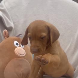 Bullseye - Golden rust male Vizsla puppy in Bloomington, Indiana from Envizion