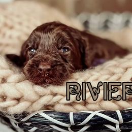 Riviera - Chocolate female Australian Labradoodle puppy in Decatur, Alabama from Southern Meadows Doodles