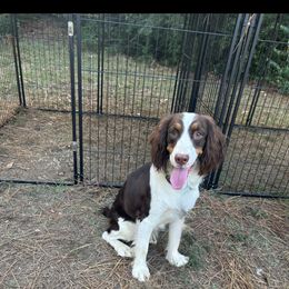 Manchester - English Springer Spaniel