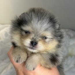 Declan - Blue merle male Pomeranian puppy in Youngstown, Ohio from Peachy Pomeranians