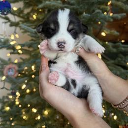 Bun - Black and tan male Pembroke Welsh Corgi puppy in Colbert, Washington from Siclair Crowns Corgis