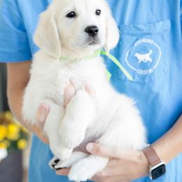 Golden Retriever Puppies from Southland Goldens