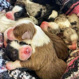 Australian Shepherd and Poodle Puppies from Faith, Feathers & Furgooddog123