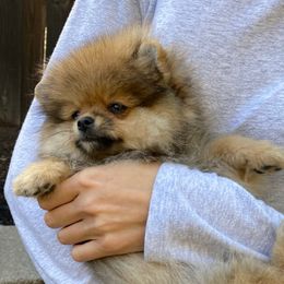 Rosie - Orange sable female Pomeranian puppy in Citrus Heights, California from Yev and Marina's Pomeranians (AKC)