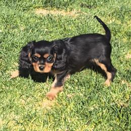 Pluto - Black and tan male Cavalier King Charles Spaniel puppy in Winnemucca, Nevada from Ruby Mountain Cavaliers