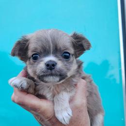 Akc full girl - Fawn and white female Chihuahua puppy in Duvall, Washington from Chihuahua Long Coats
