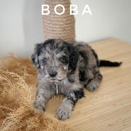 Goldendoodle Puppies from Ivie Mountain Doodles