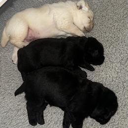 Labrador Retriever puppies from Heather Luis
