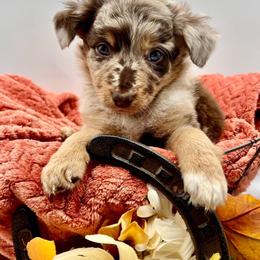 Lynn - Brown merle female Aussiedoodle puppy in Austin, Texas from Doodles of Central Texas