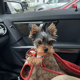Yorkshire Terrier Puppies from The Yorkies and Us