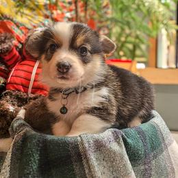 Alpine - Black and tan female Pembroke Welsh Corgi puppy in Fortine, Montana from North Star Pembroke Welsh Corgi's