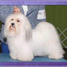 Henny - Havanese