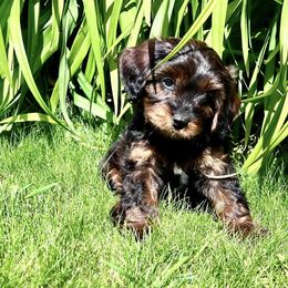 Cavapoo Puppies from Cavapoo Cuddles