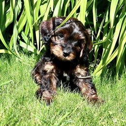 Cavapoo Puppies from Cavapoo Cuddles