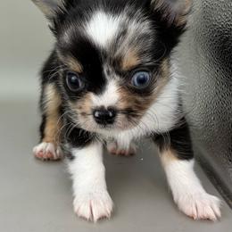 Patrick - Merle male Chihuahua puppy in Westport, New York from Chantilly chihuahuas