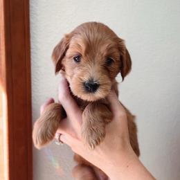 Juniper - Red  female Goldendoodle puppy in Auburn, California from Golden Acre Doodles