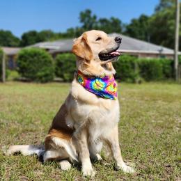 Ellie - Golden Retriever