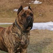 Perro de Presa Canarios from Beastmaster Kennels