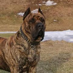 Perro de Presa Canarios from Beastmaster Kennels