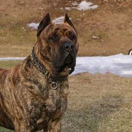 Perro de Presa Canarios from Beastmaster Kennels