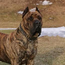 Perro de Presa Canarios from Beastmaster Kennels