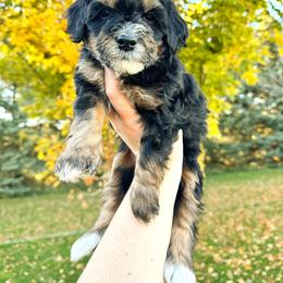 Tanya - Tri-color female Bernedoodle puppy in Idaho Falls, Idaho from Idahome Doodle