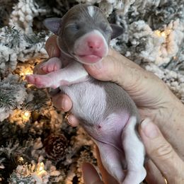 Girl 4 - Italian Greyhound puppy from Ziggy's Iggys Northwest