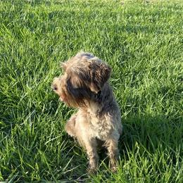 Mocha - Miniature Schnauzer