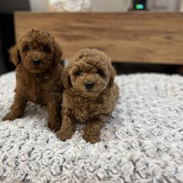Poodle Puppies from Sakura Poodles