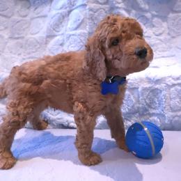 Blue Collar - Red  male Poodle puppy in Vass, North Carolina from Dakliff Standard Poodles