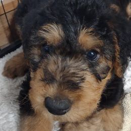 Boy 4 - Black and tan Airedale Terrier puppy in St. Cloud, Minnesota from RegalAire Kennels