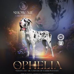 Ophelia - Great Dane