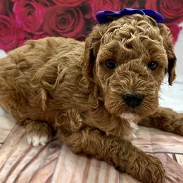 Everest - Red  female Goldendoodle puppy in Idabel, Oklahoma from Kay Kay’s Poodles & Doodles
