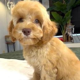 Luca - Buff male Cockapoo puppy in Queens, New York from The 2 Musketeers_Cockapoos