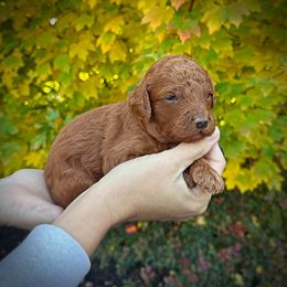 Black Collar Boy - Red  male Poodle puppy in Modesto, California from Dry Creek Poodles