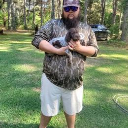 Male 4 - Brown and gray male Wirehaired Pointing Griffon puppy in Maiden, North Carolina from Saint Barbara's Wirehaired Pointing Griffons
