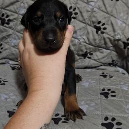 Freya - Black and rust female Doberman Pinscher puppy in Mount Orab, Ohio from Heyne Kennels