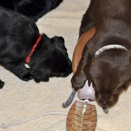 Labrador Retriever Puppies from Loudon's Labradors
