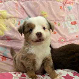 Sandy - Red merle female Miniature Australian Shepherd puppy in Buchanan, Georgia from Stanleyville Farm Mini Aussies
