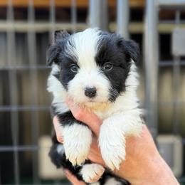 Vandal - Black and white female Border Collie puppy in Kalispell, Montana from North Fork Border Collies