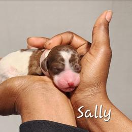 Sally - Parti female Poodle puppy in Dover, Delaware from Dogtastic Poodles
