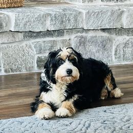 Cleo - Bernedoodle