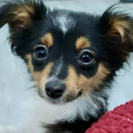 PETUNIA BTF - Black tri female Toy Australian Shepherd puppy in Norwood, Missouri from Looney Farm’s Toy & Mini Aussies